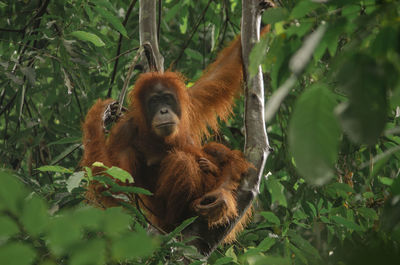 Wild orangutan in the jungle, sumatra, bukit lawang