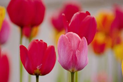 Close-up of pink tulips