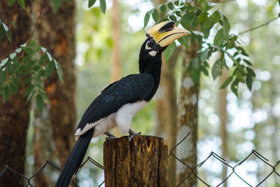 Hornbill perching on wooden post