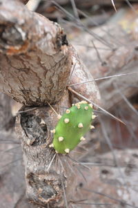 Close-up of leaf on tree