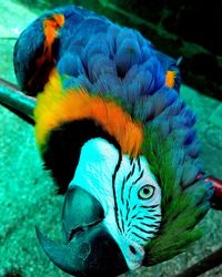 Close-up of blue peacock
