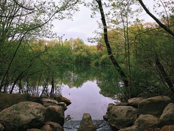 Scenic view of lake in forest against sky