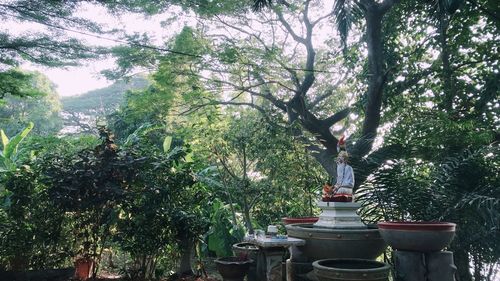 Potted plants against trees