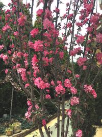 Close-up of pink flowering tree