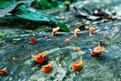 nature