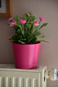 Close-up of pink flower pot against wall