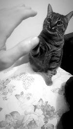 High angle view of cat sitting on bed at home