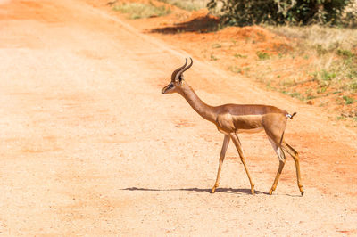 Gerenuk on landscape