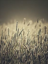 Close-up of stalks in field against sky