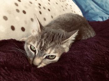 Close-up of cat sleeping on bed