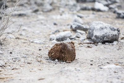Close-up of animal dung on land