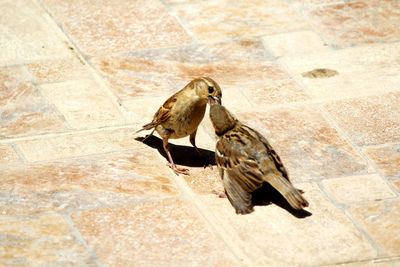Birds perching on floor