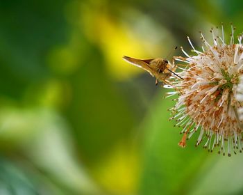 Close-up of butterflypollinating on flower