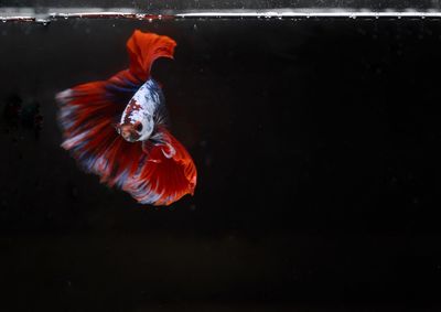 Fish swimming in sea