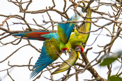 Low angle view of bird perching on branch