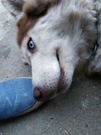 Close-up portrait of dog on street in city