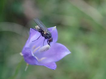 Close-up of insect on purple flower