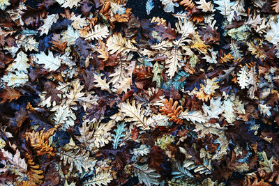 High angle view of maple leaves fallen on tree