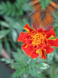 Close-up of flower blooming outdoors