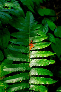 High angle view of insect on leaves