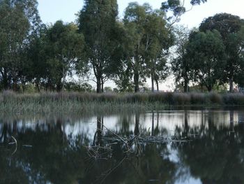 Reflection of trees in water