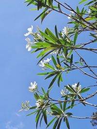 Low angle view of flowering plant against blue sky