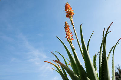 Low angle view of plants against sky