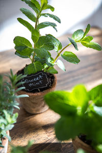 Close-up of potted plant on table