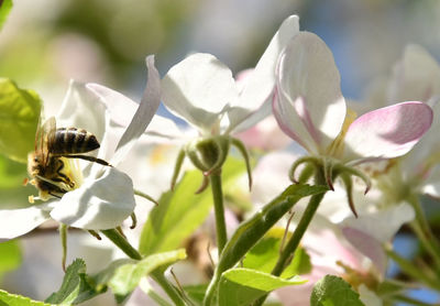 Close-up of white flowering plants