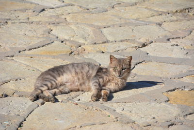 Portrait of cat lying down