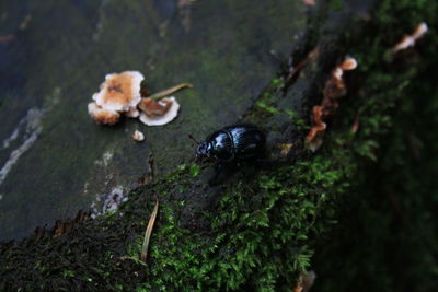 High angle view of insect on a tree