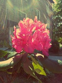 Close-up of pink flower