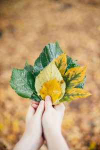 Close-up of hand holding leaves