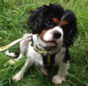 Close-up of cavalier king charles spaniel sitting on grassy field