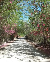 Footpath amidst trees