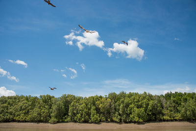 Birds flying in the sky