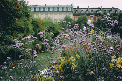 Flowers blooming against building