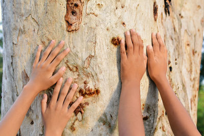 Cropped image of children hands touching tree trunk