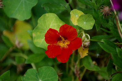 Close-up of red flowering plant