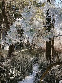 Close-up of snow covered plants on field