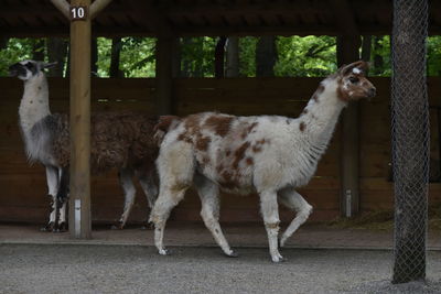 Llama standing in a fence