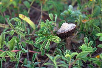 Close-up of mushrooms growing on land