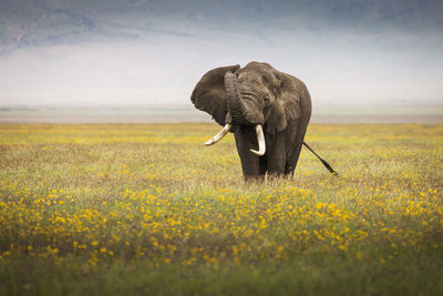 Elephant in a field