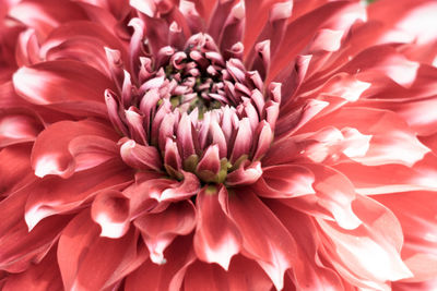 Full frame shot of red flowering plant