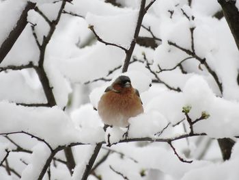 Bird perching on snow covered tree