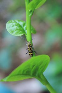 Close-up of insect on leaf