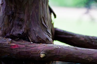 Close-up of tree trunk