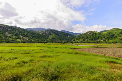 Scenic view of agricultural field against sky
