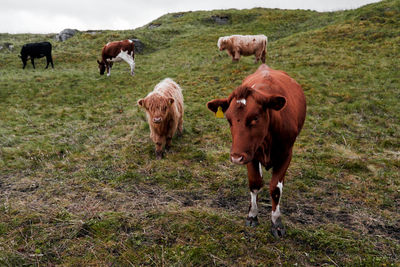 Cows cattle gazing on pasture in front of the mountains on lofoten islands in norway