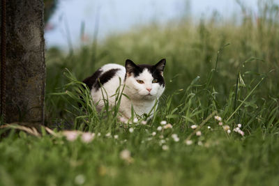 Portrait of a cat on field